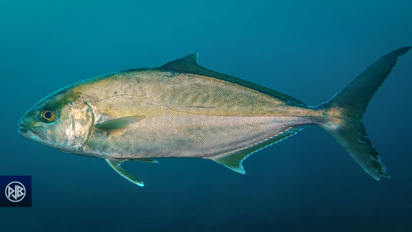 Sériole couronnée / Ciriola Sériole couronnée / Ciriola