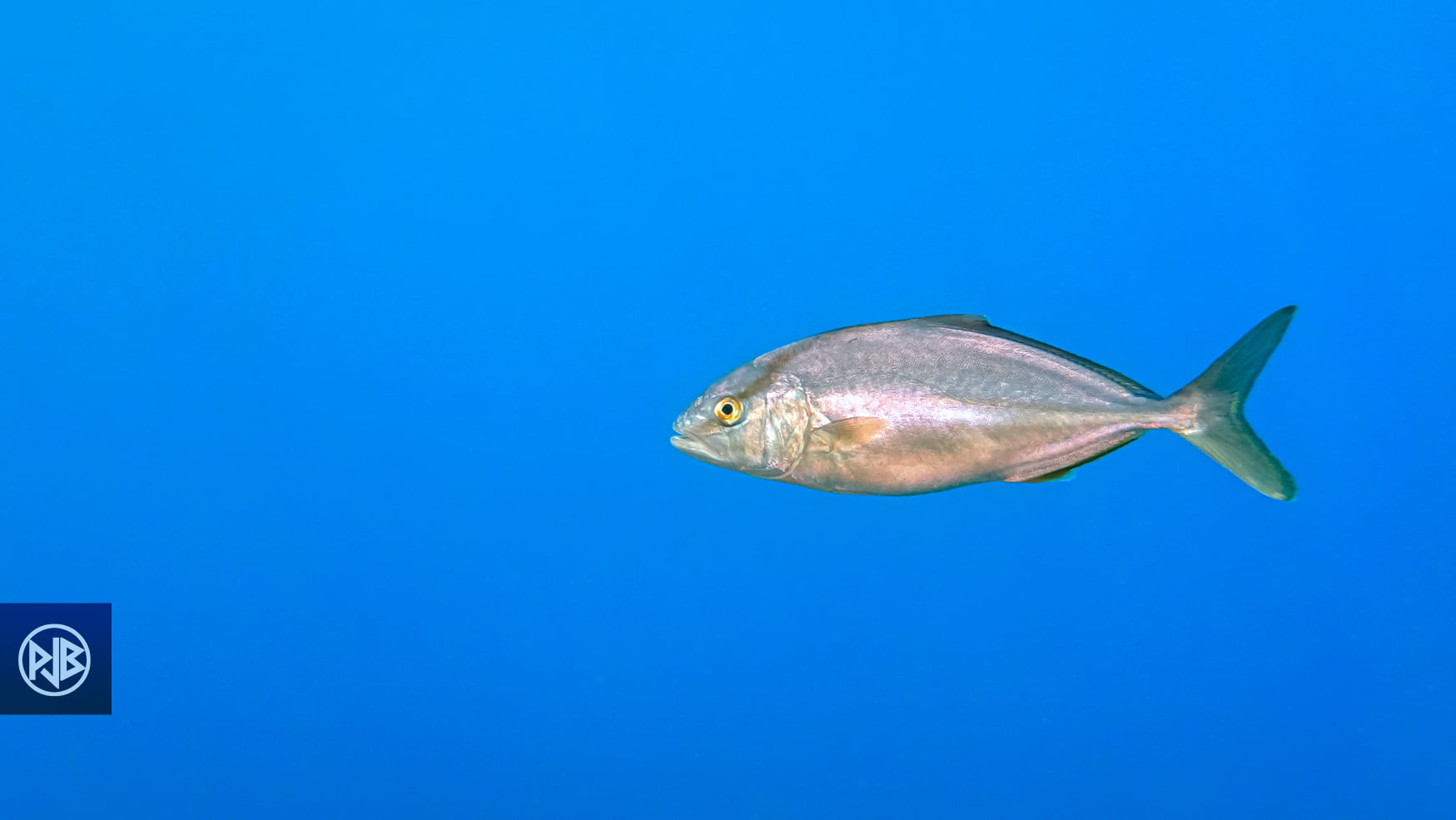 Sériole couronnée / Ciriola Sériole couronnée / Ciriola