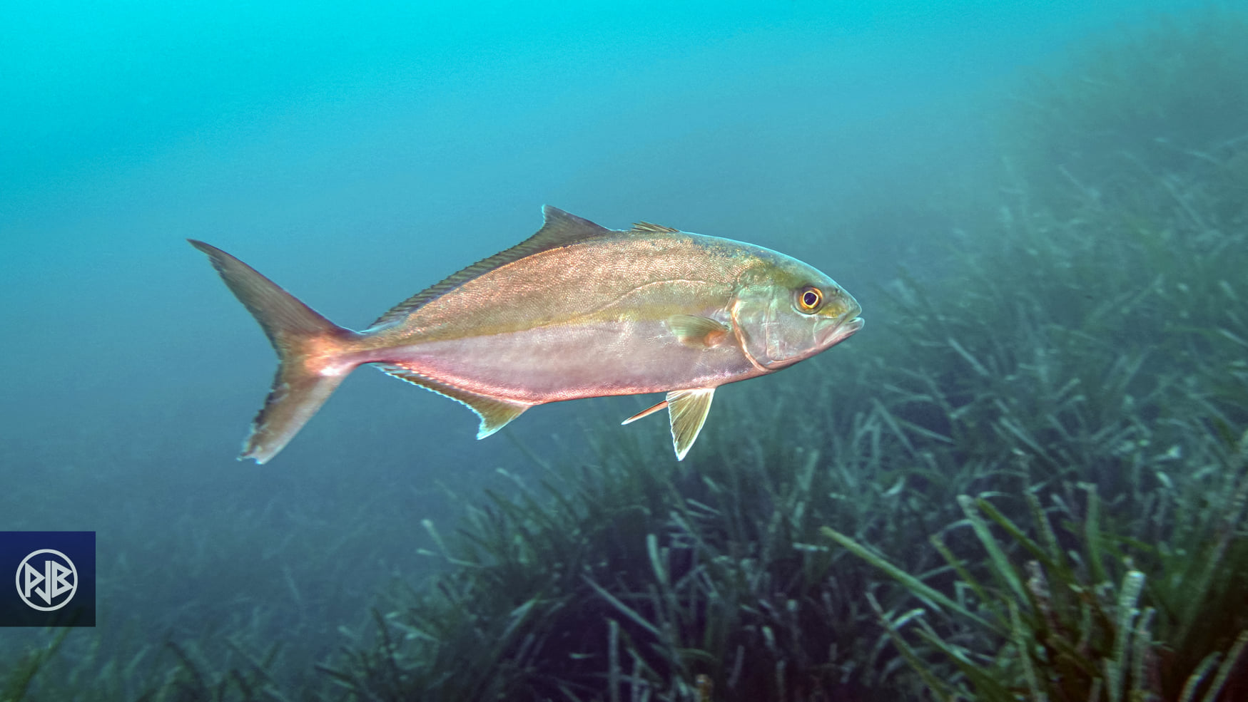 Sériole couronnée / Ciriola Sériole couronnée / Ciriola
