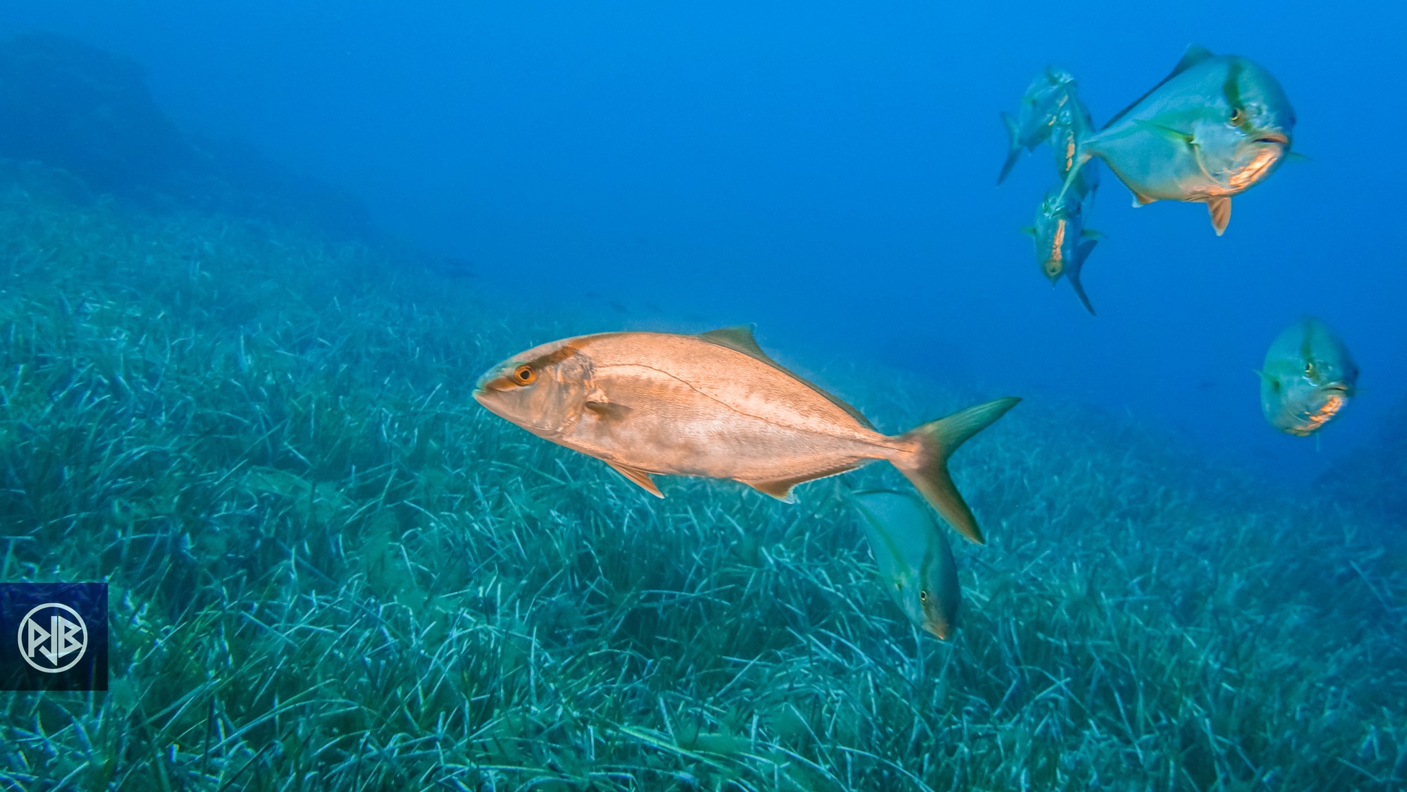 Sériole couronnée / Ciriola Sériole couronnée / Ciriola