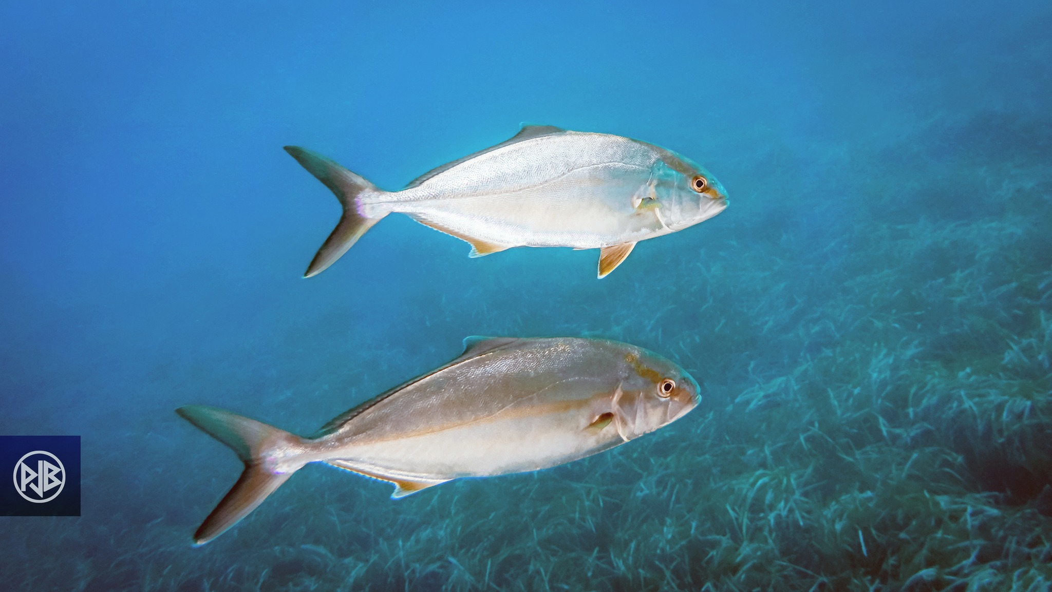 Sériole couronnée / Ciriola Sériole couronnée / Ciriola