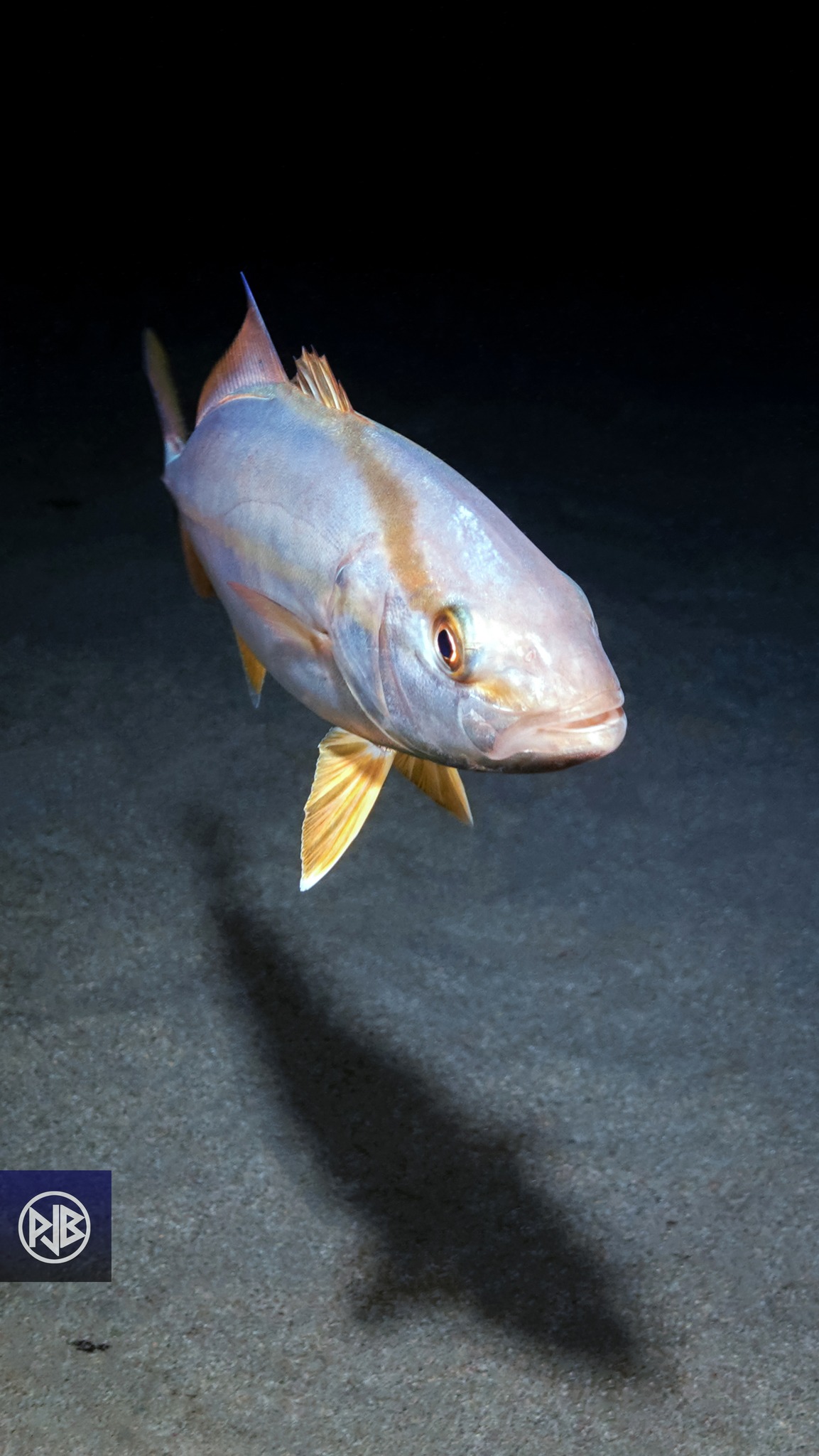 Sériole couronnée / Ciriola Sériole couronnée / Ciriola