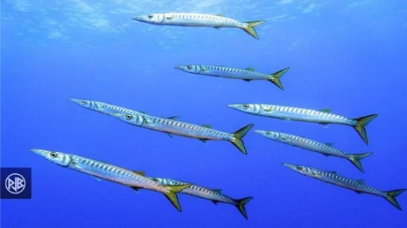 BARRACUDA