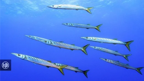 BARRACUDA / ALLUZU DI MARE