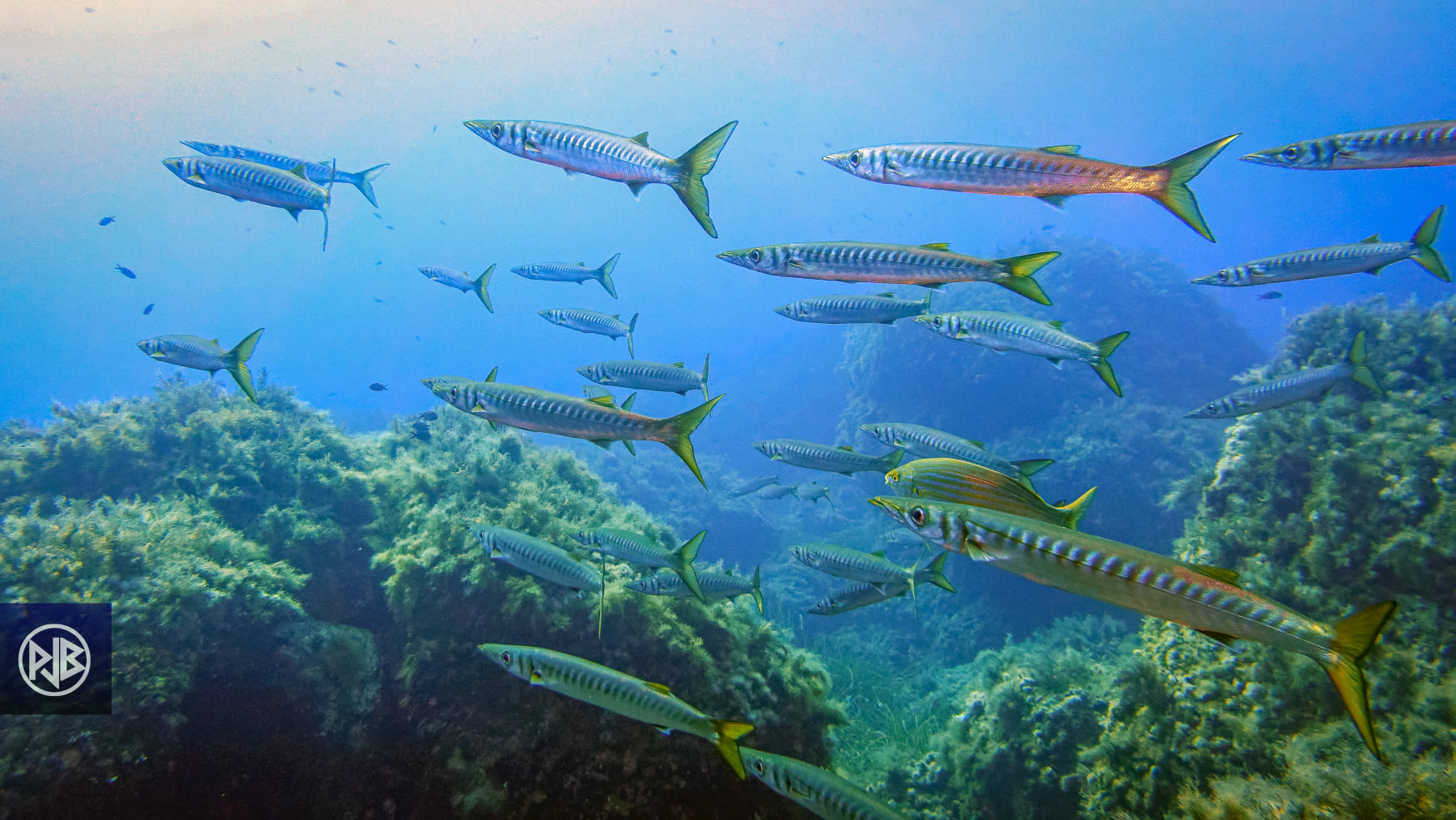 Barracuda / Alluzu di mare
