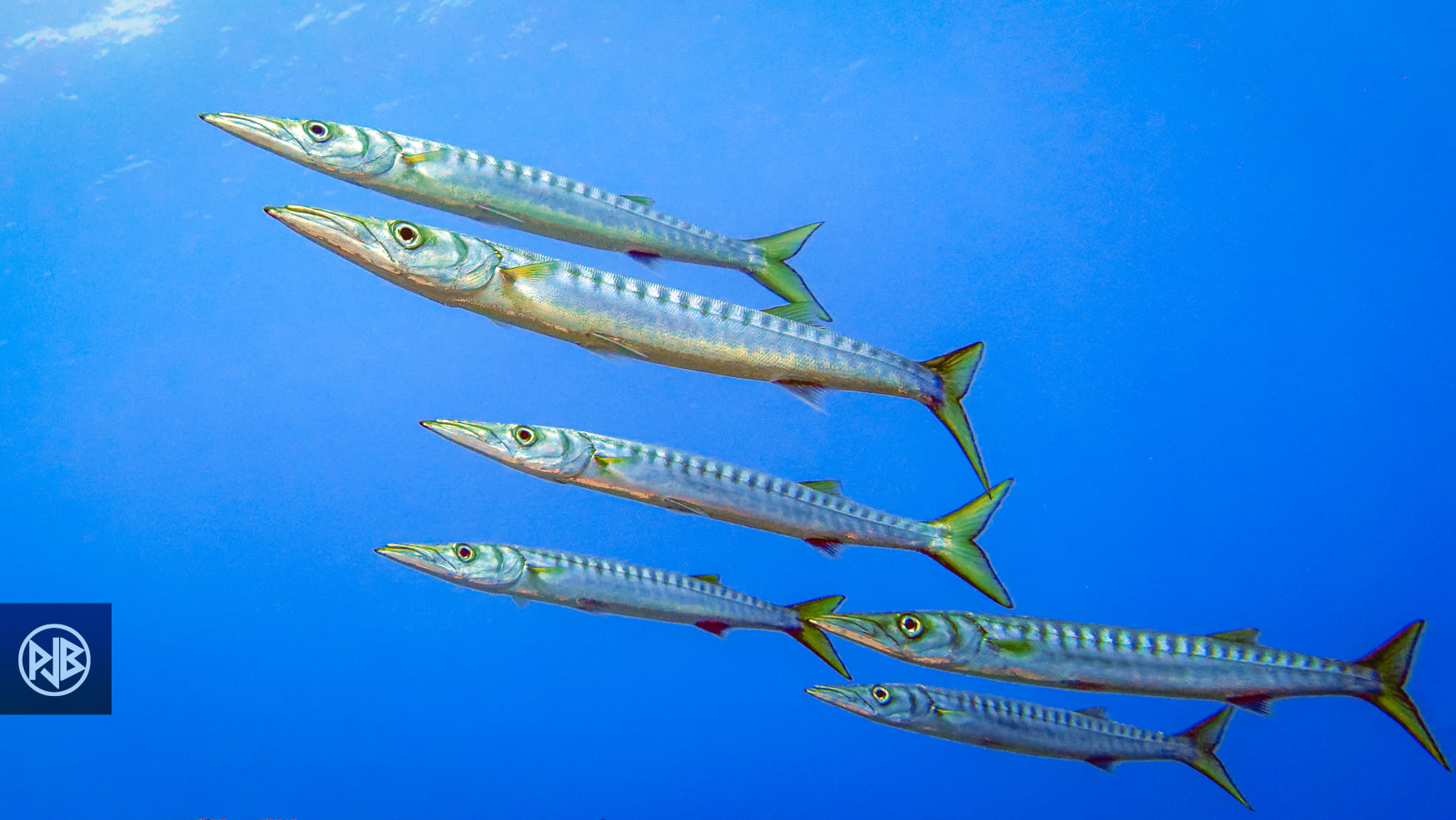 Barracuda / Alluzu di mare