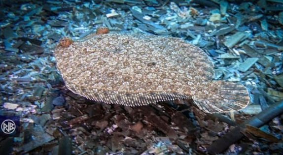 TURBOT