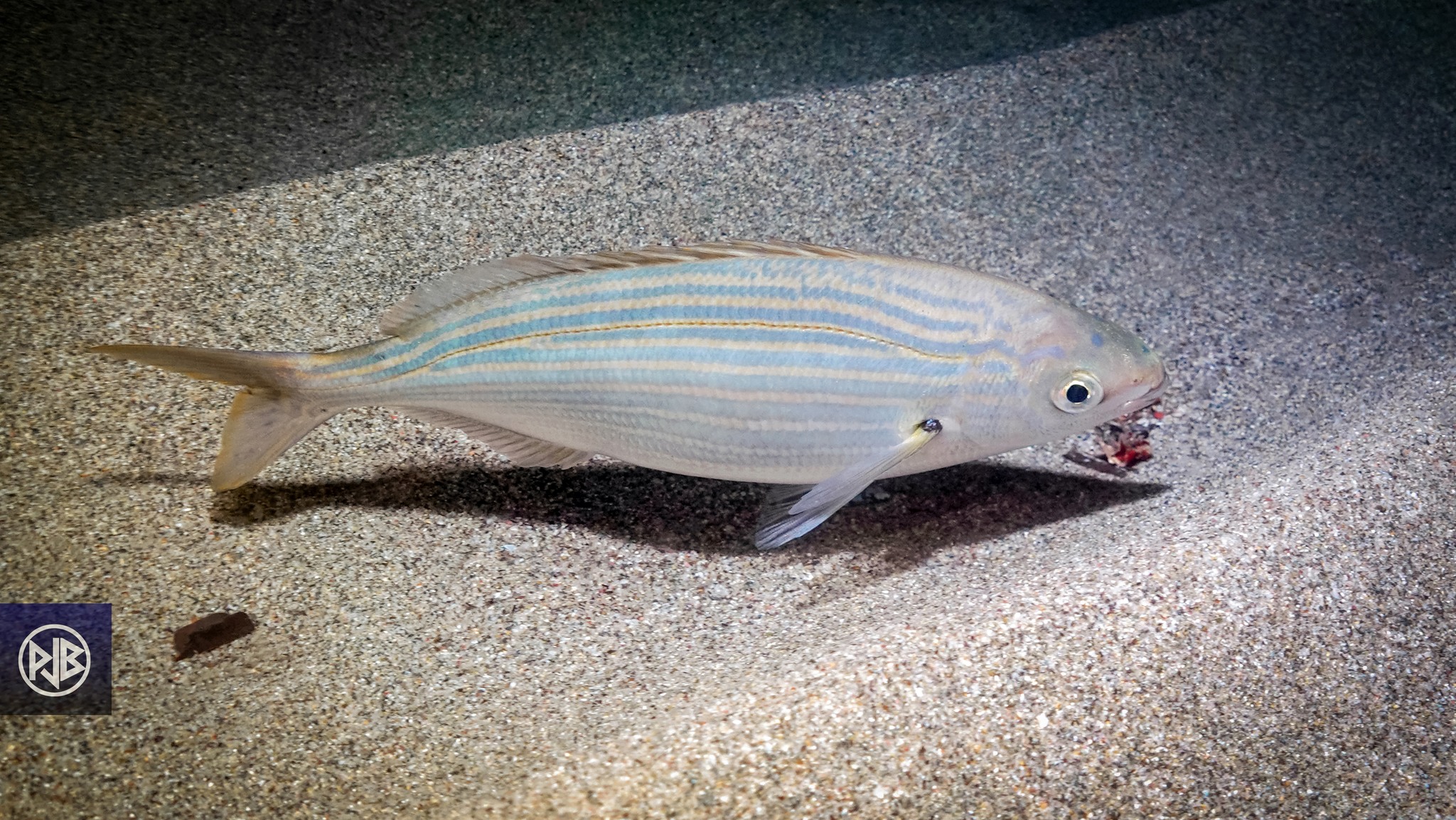 Saupe / Sarpa Saupe / Sarpa