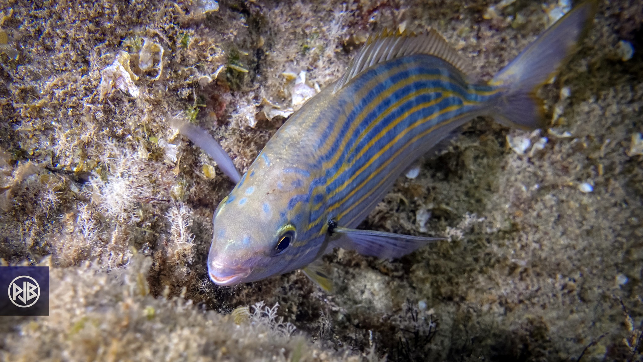 Saupe / Sarpa Saupe / Sarpa