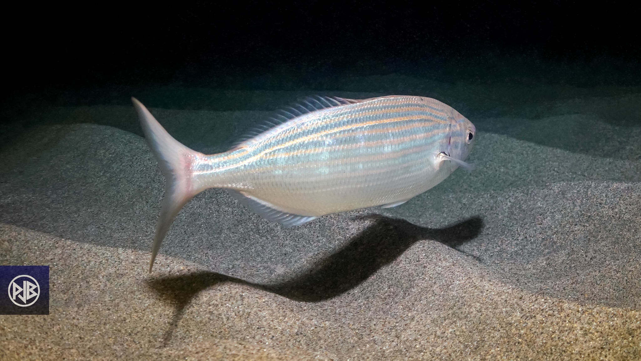 Saupe / Sarpa Saupe / Sarpa