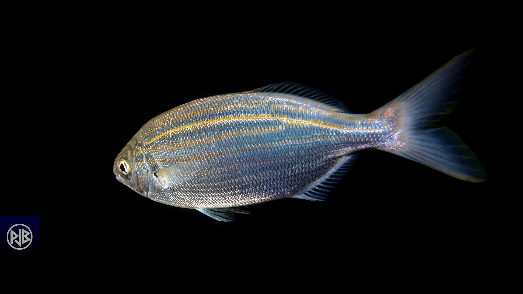 Saupe / Sarpa