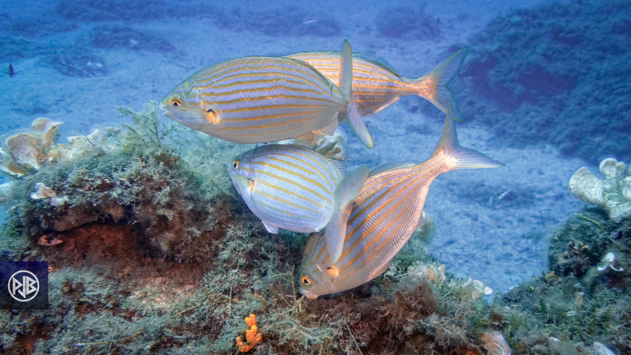 Saupe / Sarpa Saupe / Sarpa