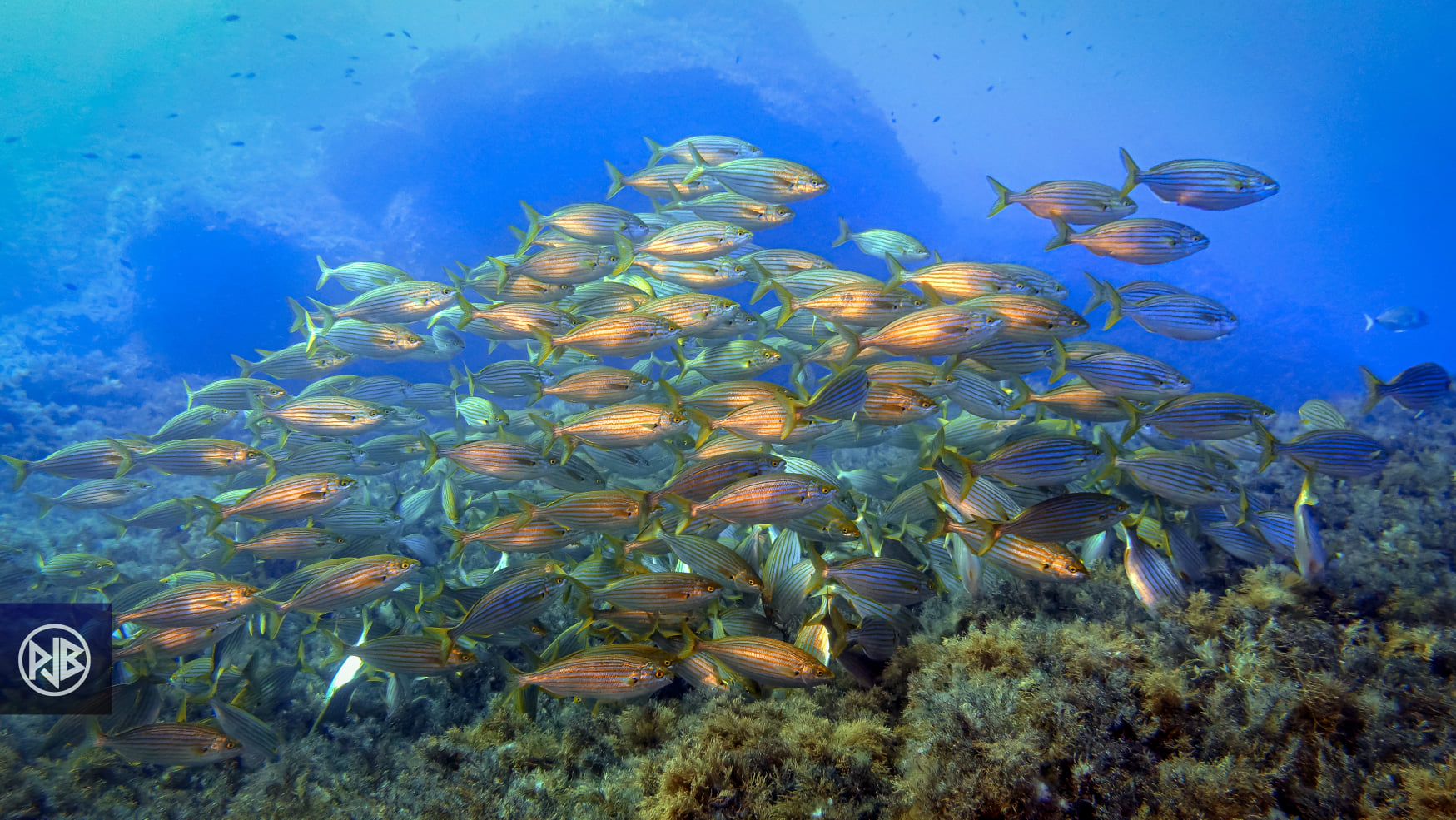 Saupe / Sarpa Saupe / Sarpa