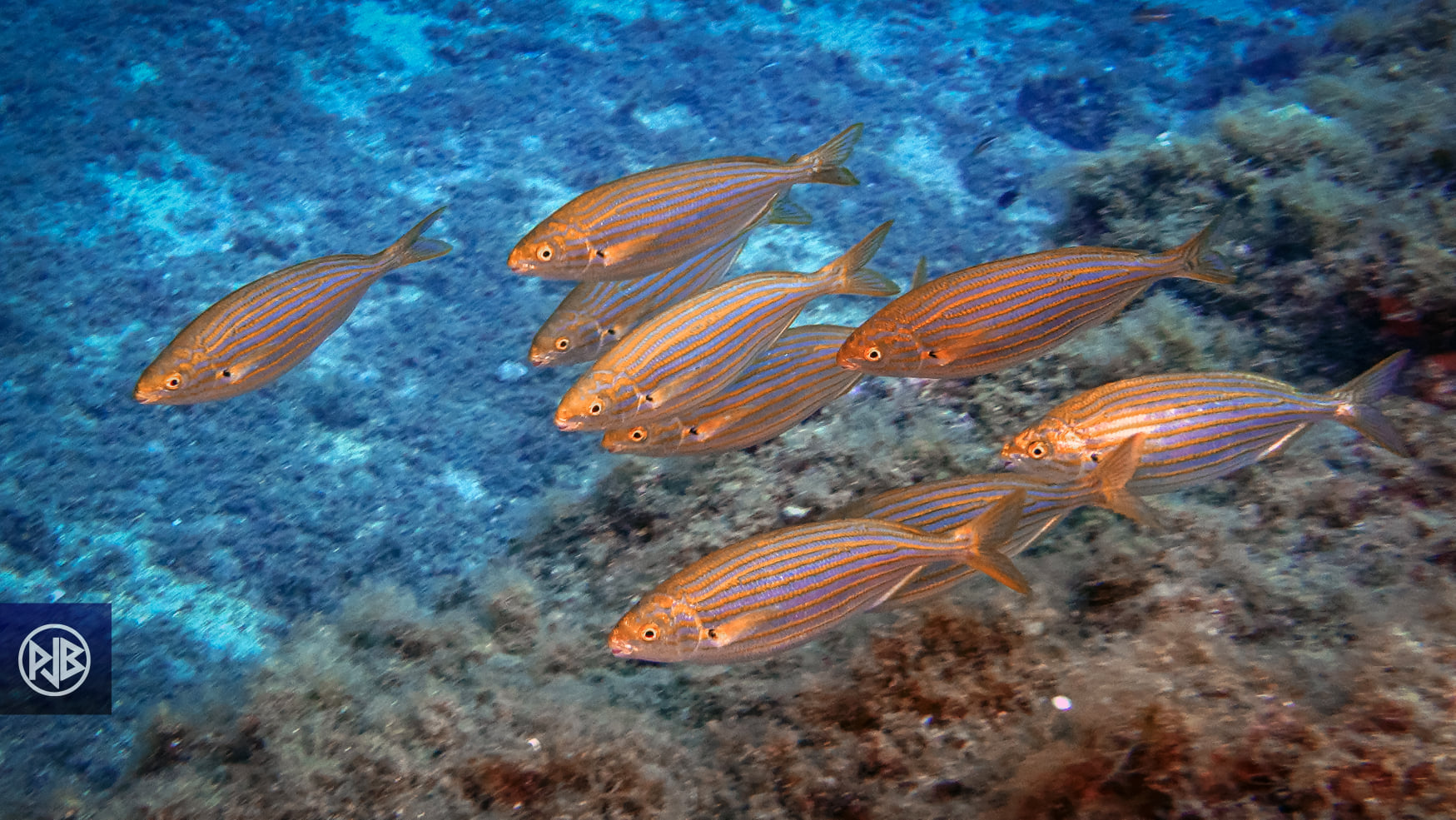 Saupe / Sarpa Saupe / Sarpa