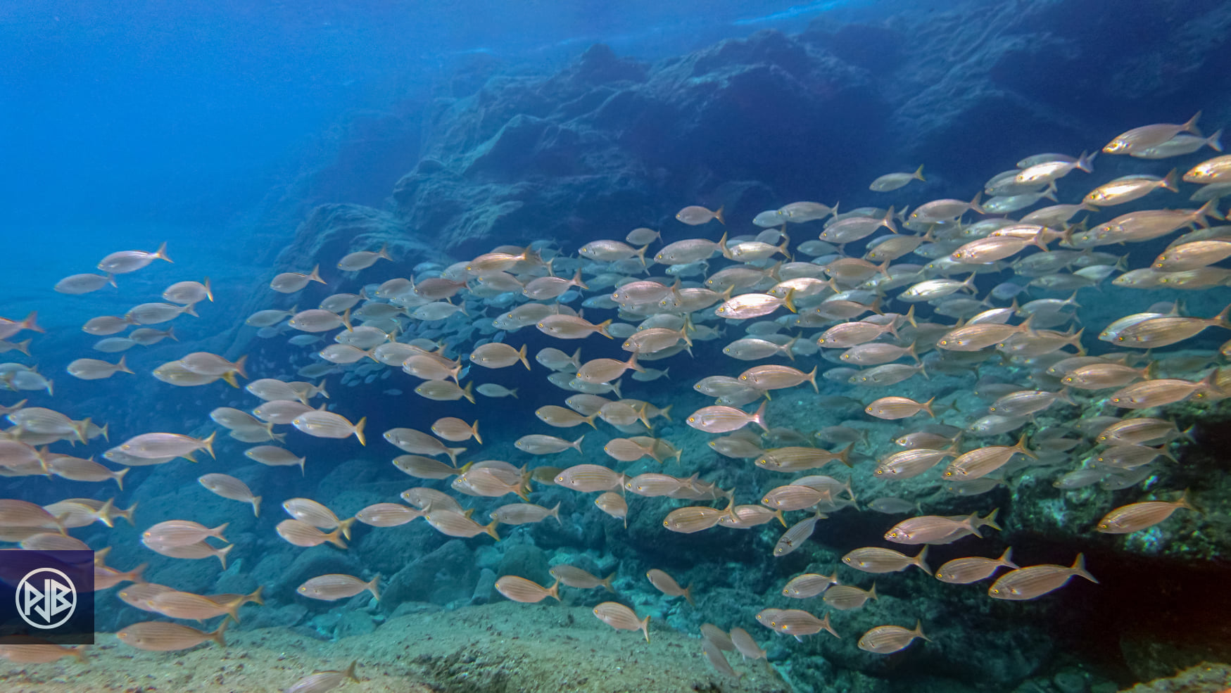 Saupe / Sarpa Saupe / Sarpa