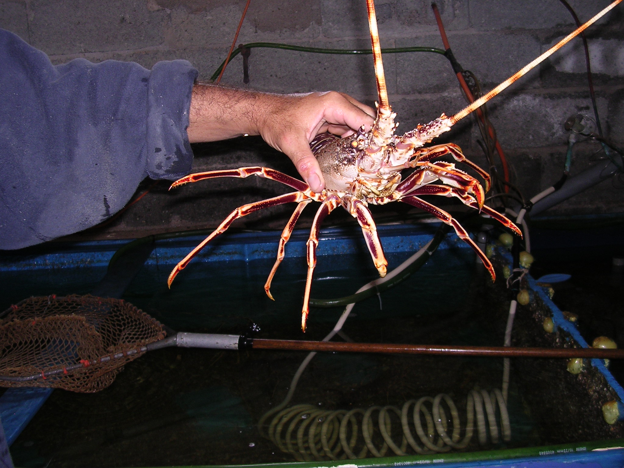 LANGOUSTE