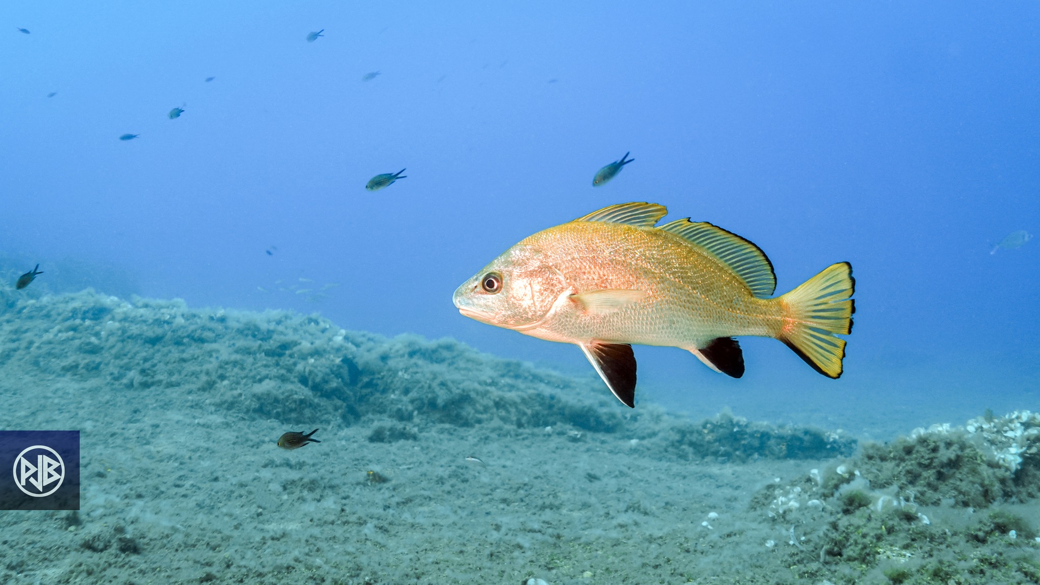 Le moratoire Mérou et Corb