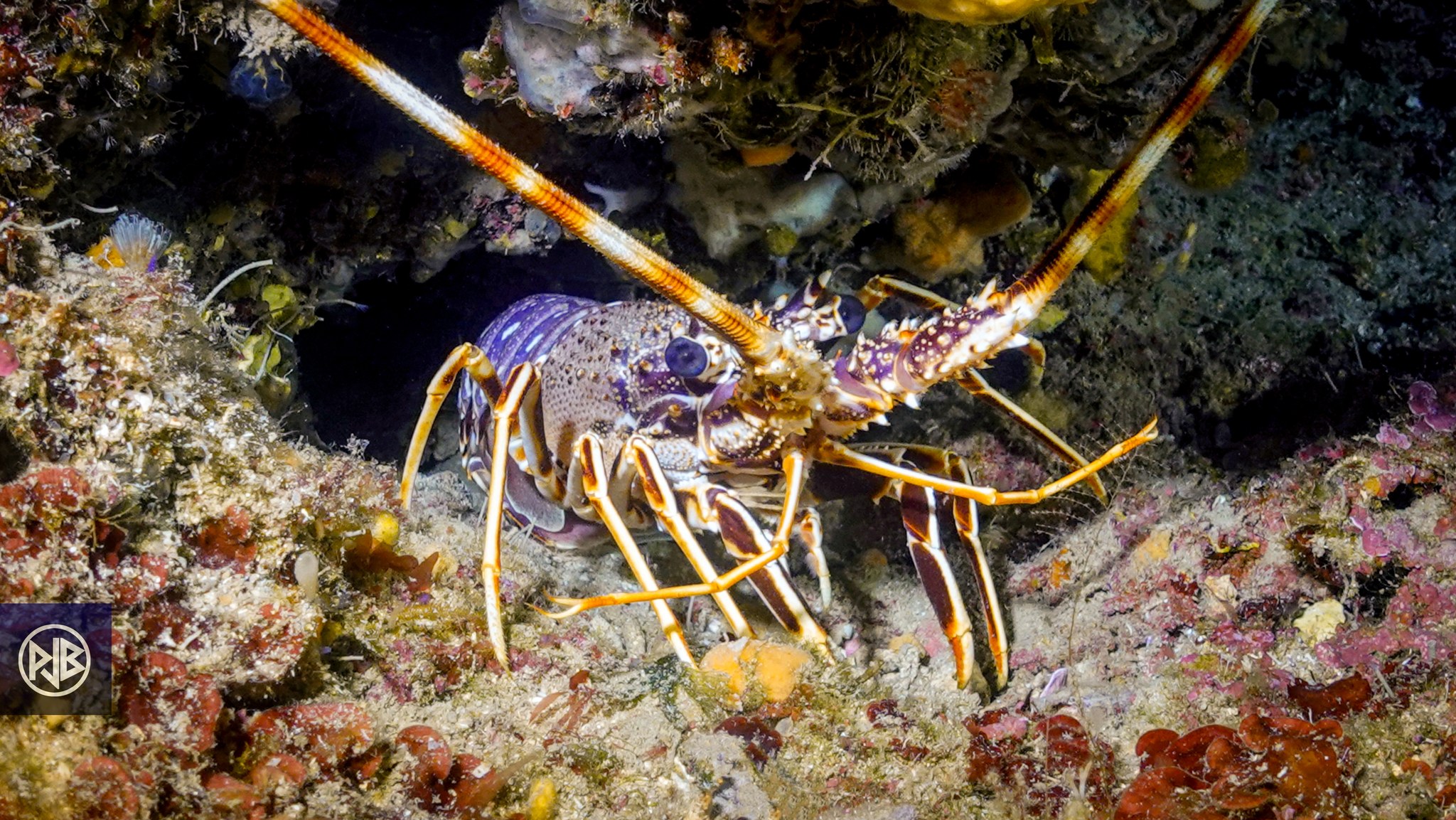 Langouste rouge