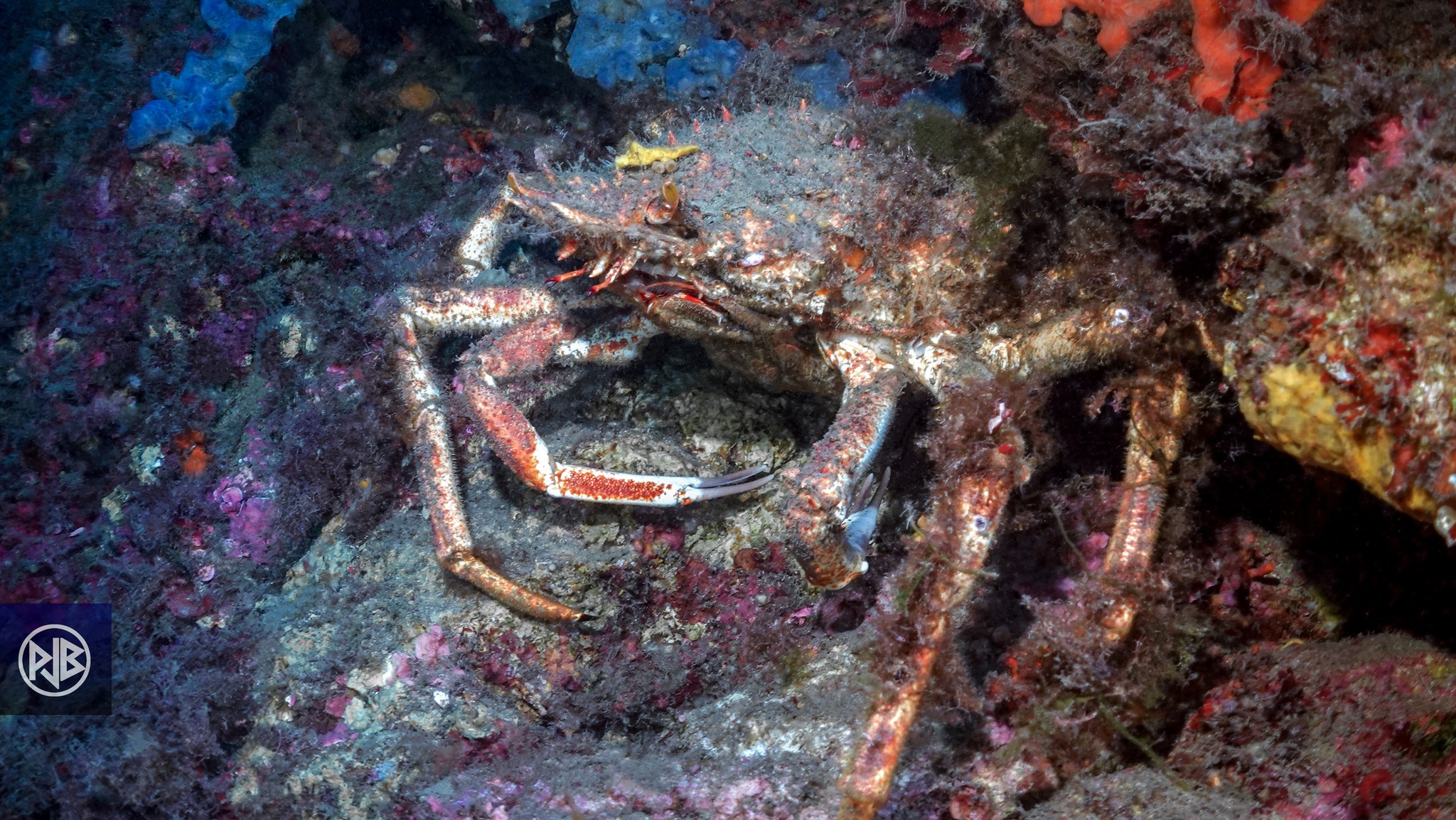 Espèces interdites à la pêche de loisir en Corse