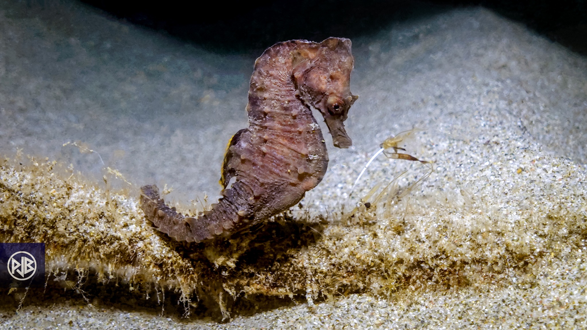 Espèces interdites à la pêche de loisir en Corse