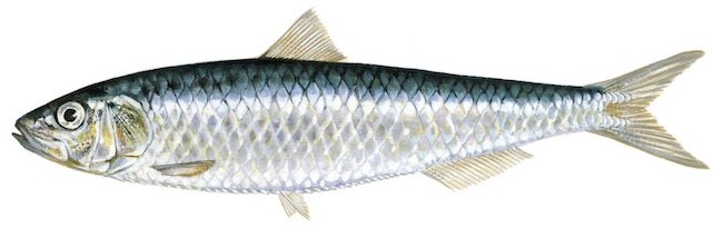 Sardine d’Europe / Sardina