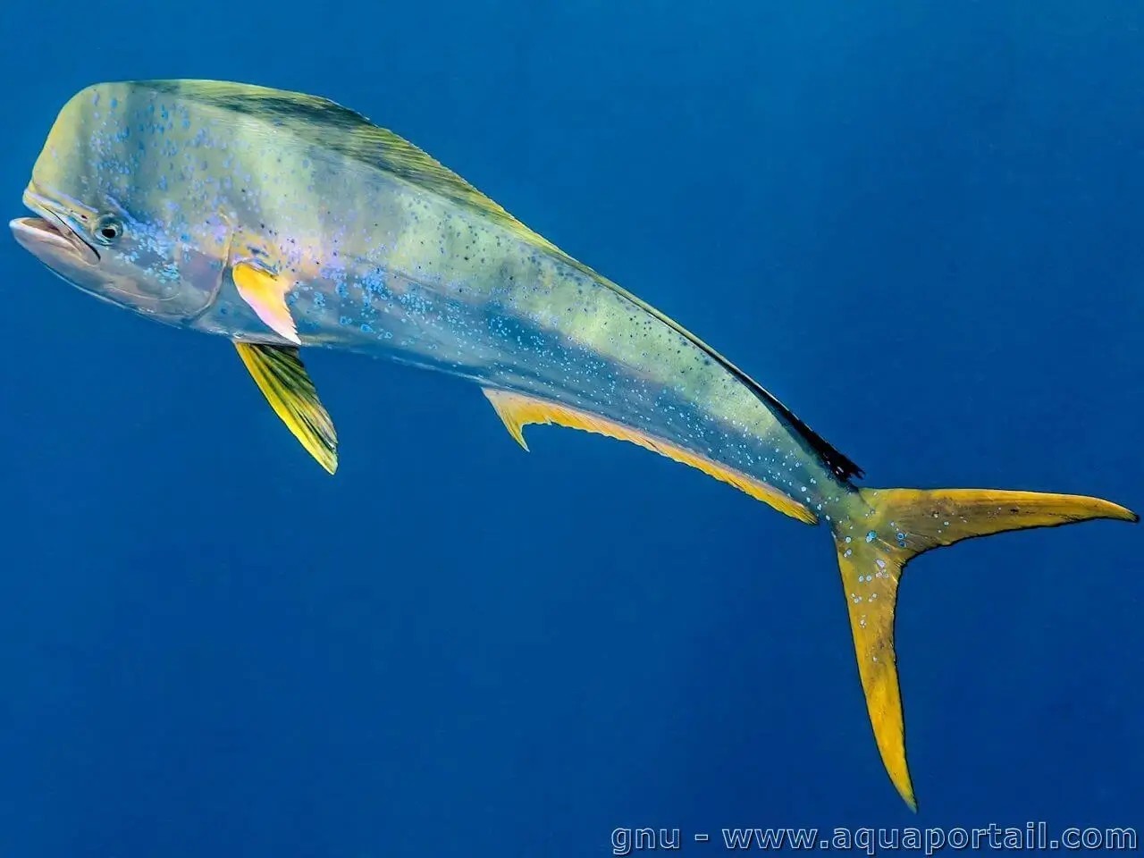 Dorade coryphène