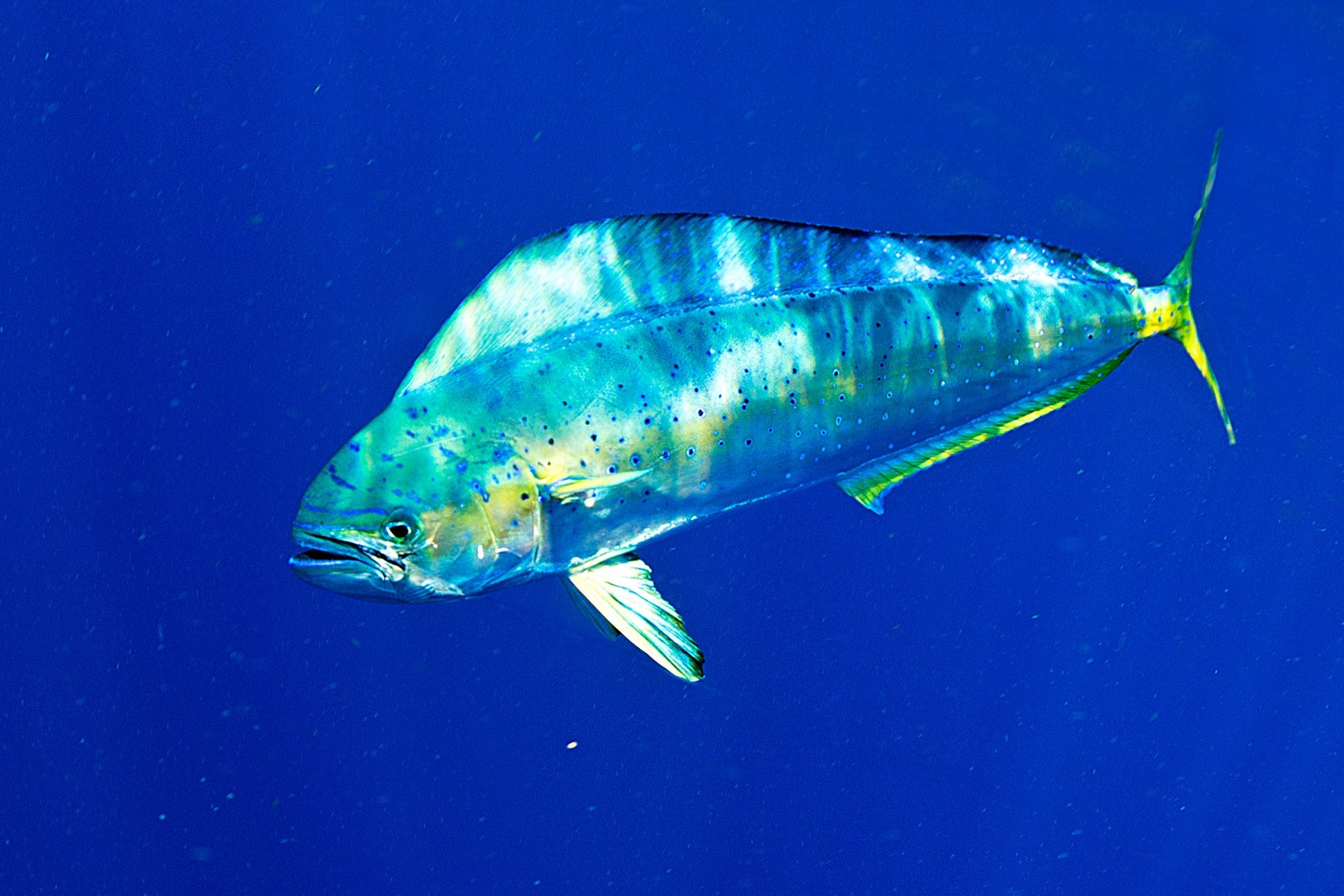 Dorade coryphène