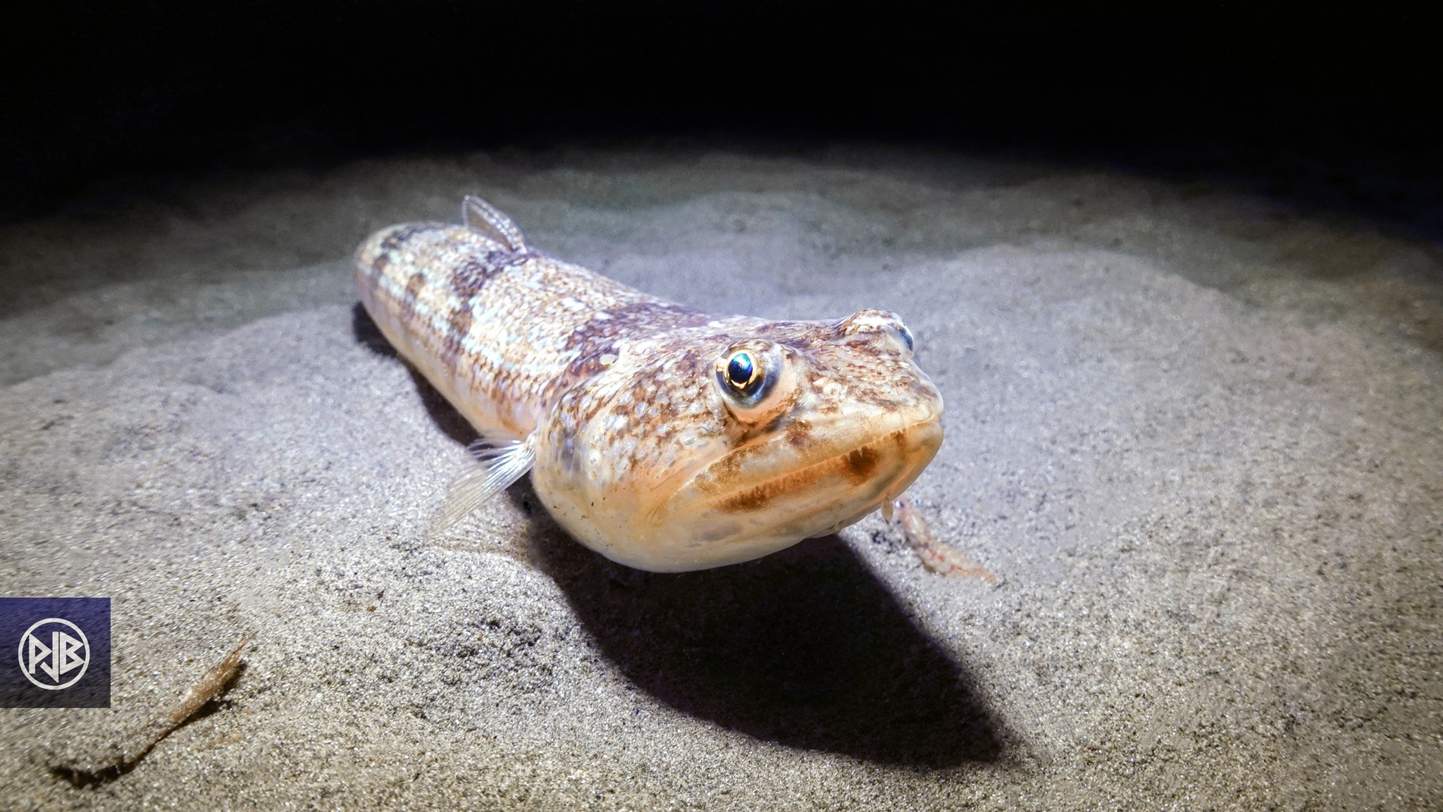 Poisson-lézard rayé Poisson-lézard rayé
