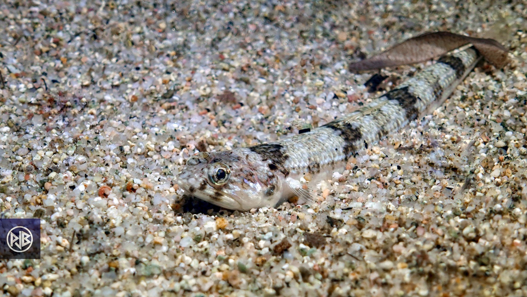 Poisson-lézard rayé Poisson-lézard rayé