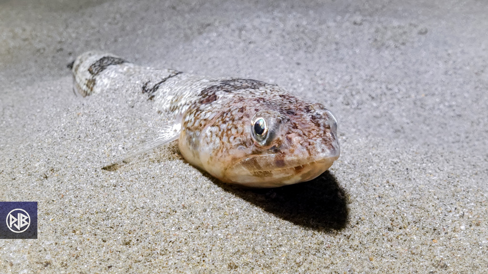 Poisson-lézard rayé