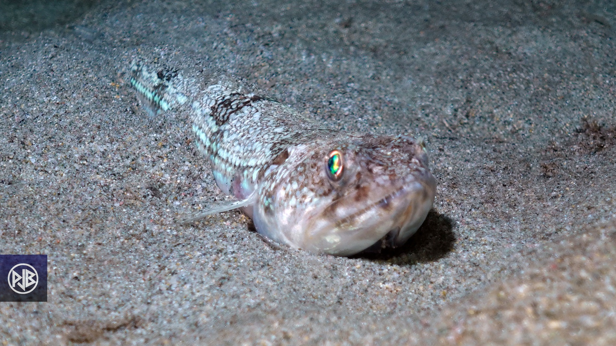 Poisson-lézard rayé Poisson-lézard rayé