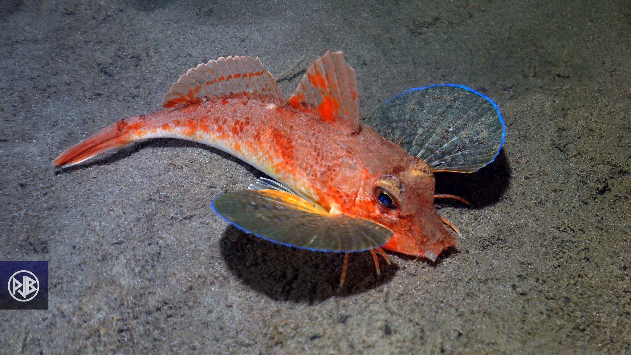 Grondin-cavillone  / Galinetta spinosa