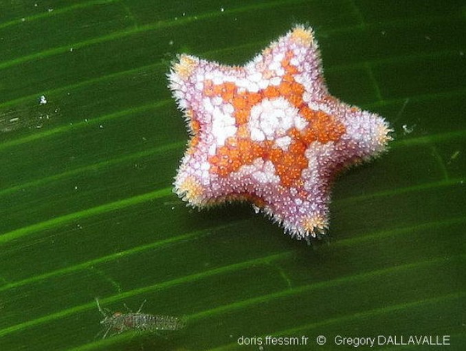 Echinodermes  Echinodermes