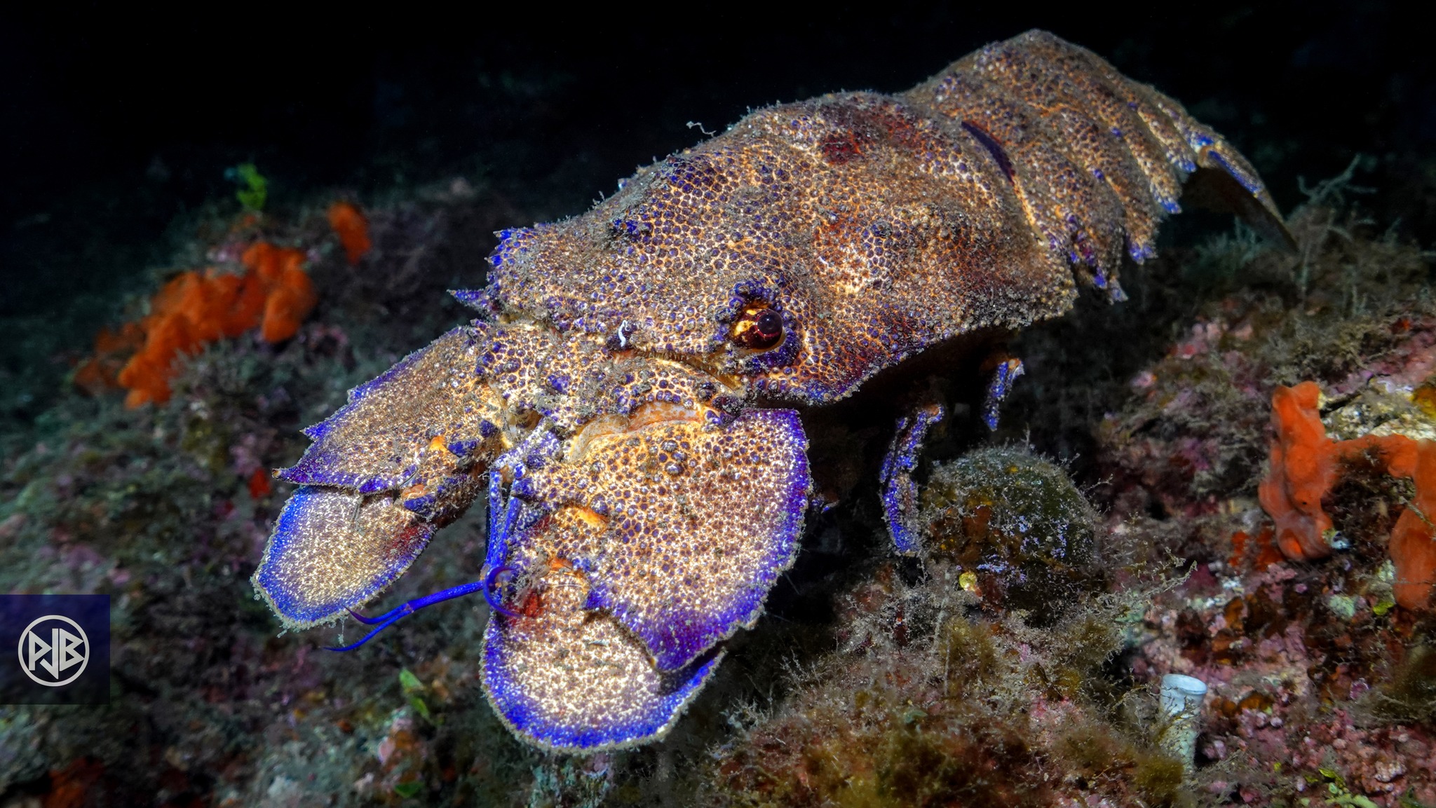 Arthropodes Arthropodes
