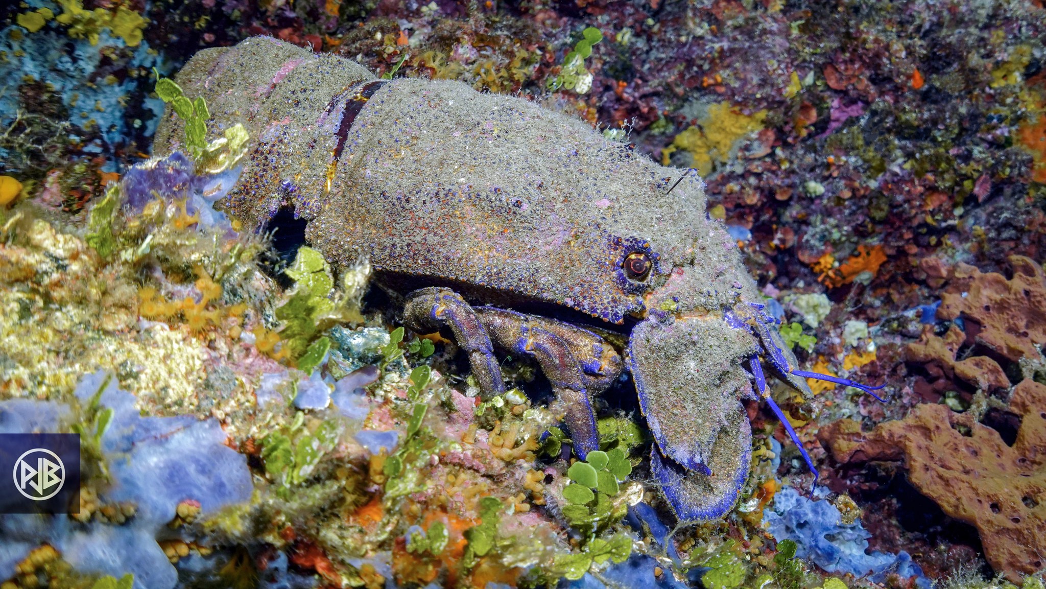 Arthropodes Arthropodes