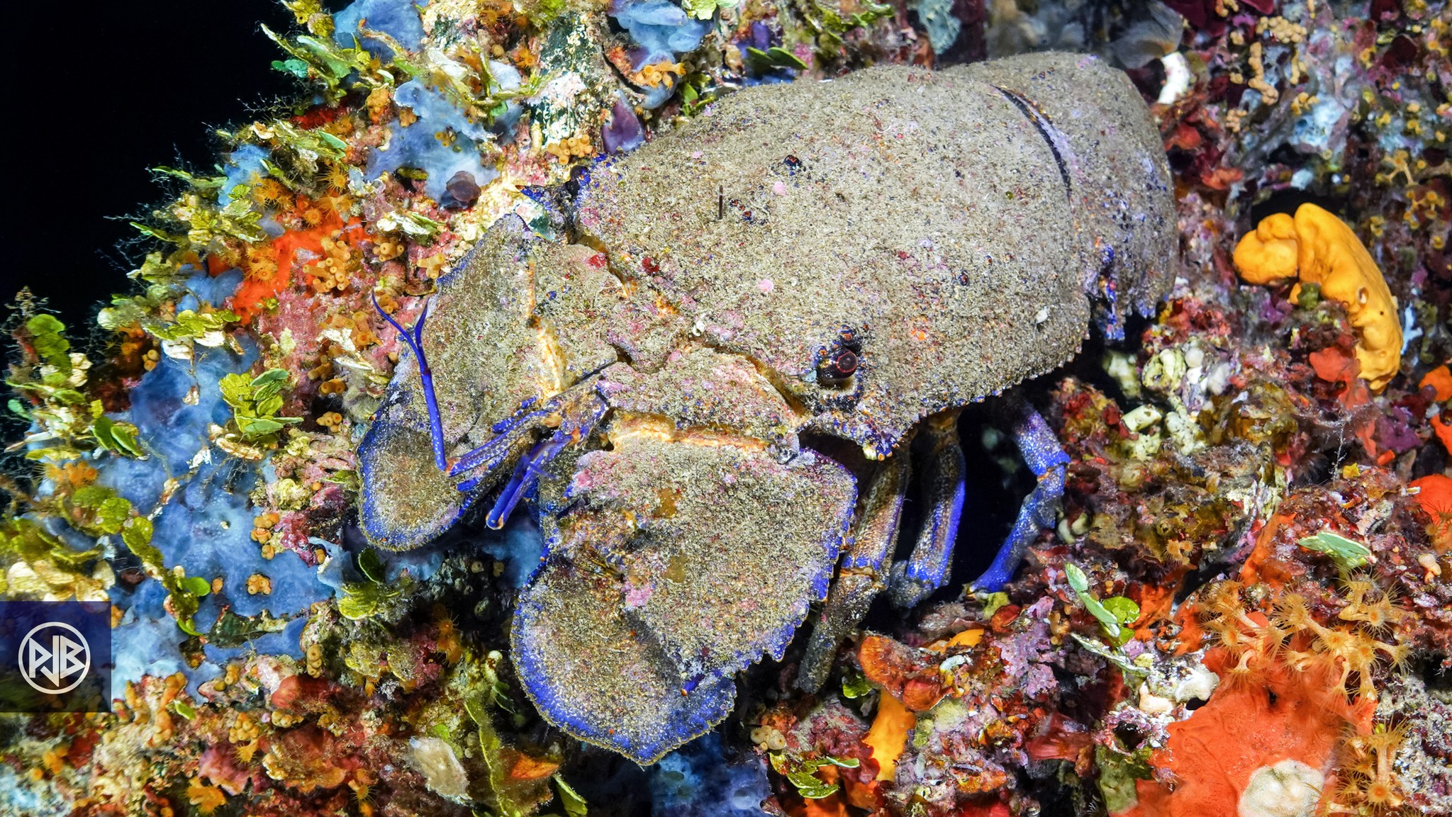 Arthropodes Arthropodes