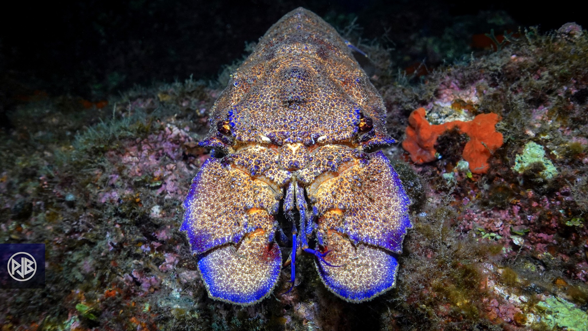 Arthropodes Arthropodes