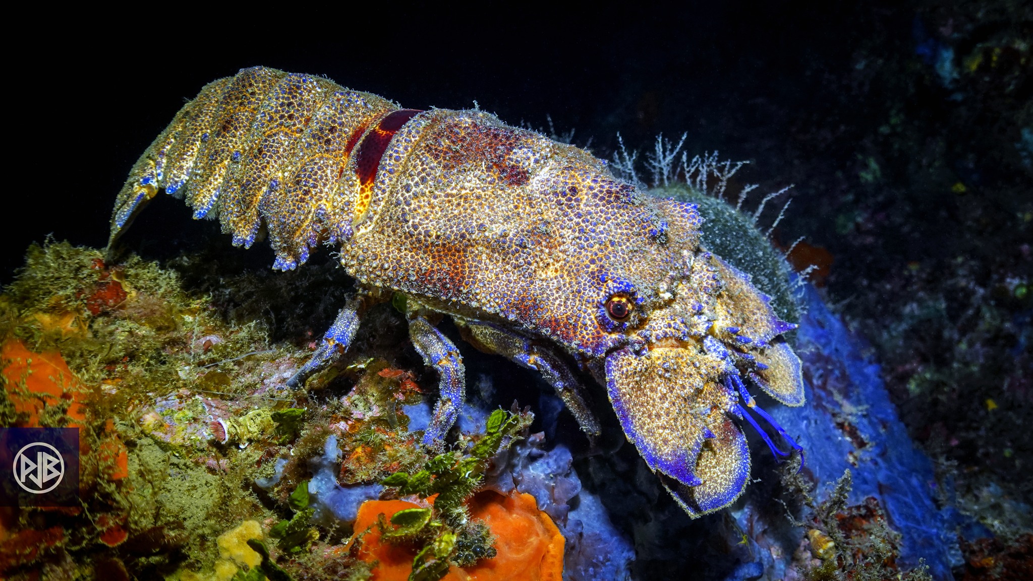 Arthropodes Arthropodes