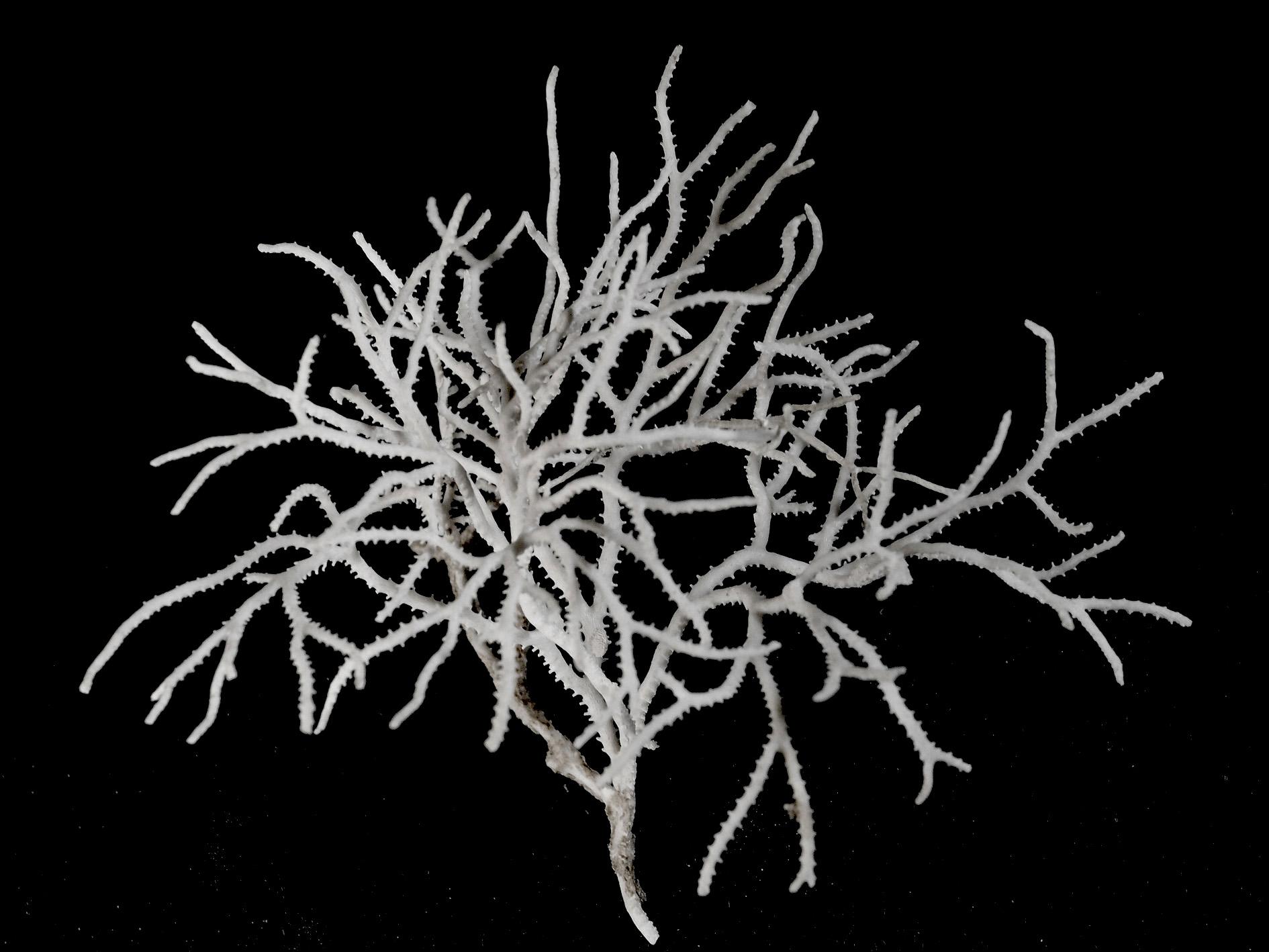 Bryozoaires