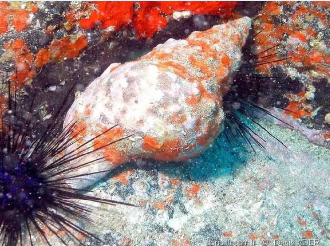 Mollusques gastéropodes Mollusques gastéropodes