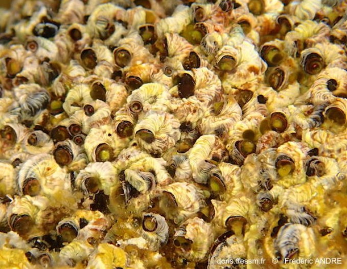 Mollusques gastéropodes Mollusques gastéropodes