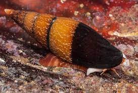 Mollusques gastéropodes Mollusques gastéropodes