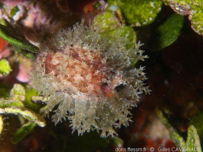 Mollusques gastéropodes Mollusques gastéropodes