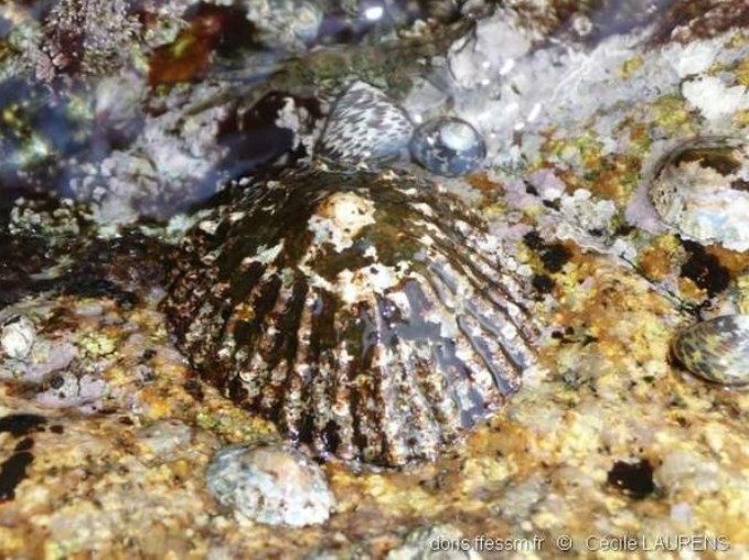 Mollusques gastéropodes Mollusques gastéropodes