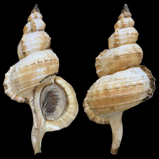 Mollusques gastéropodes Mollusques gastéropodes