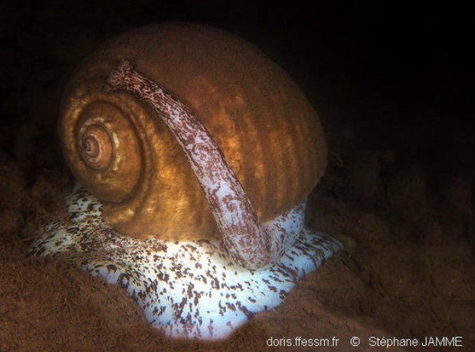 Mollusques gastéropodes Mollusques gastéropodes