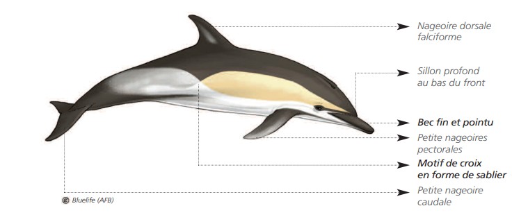 Dauphin commun à bec court