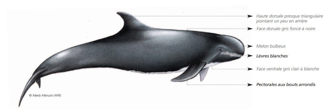 CÉTACÉS - ODONTOCÈTES - Delphinidés  CÉTACÉS - ODONTOCÈTES - Delphinidés