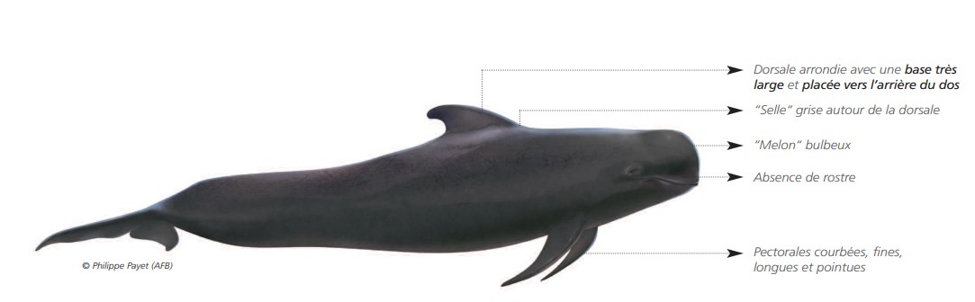  CÉTACÉS - ODONTOCÈTES - Delphinidés