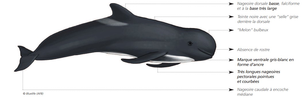 CÉTACÉS - ODONTOCÈTES - Delphinidés  CÉTACÉS - ODONTOCÈTES - Delphinidés